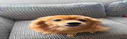Pomeranian dogs for sale: Loving Pomeranian looking for a new home - Advert 5