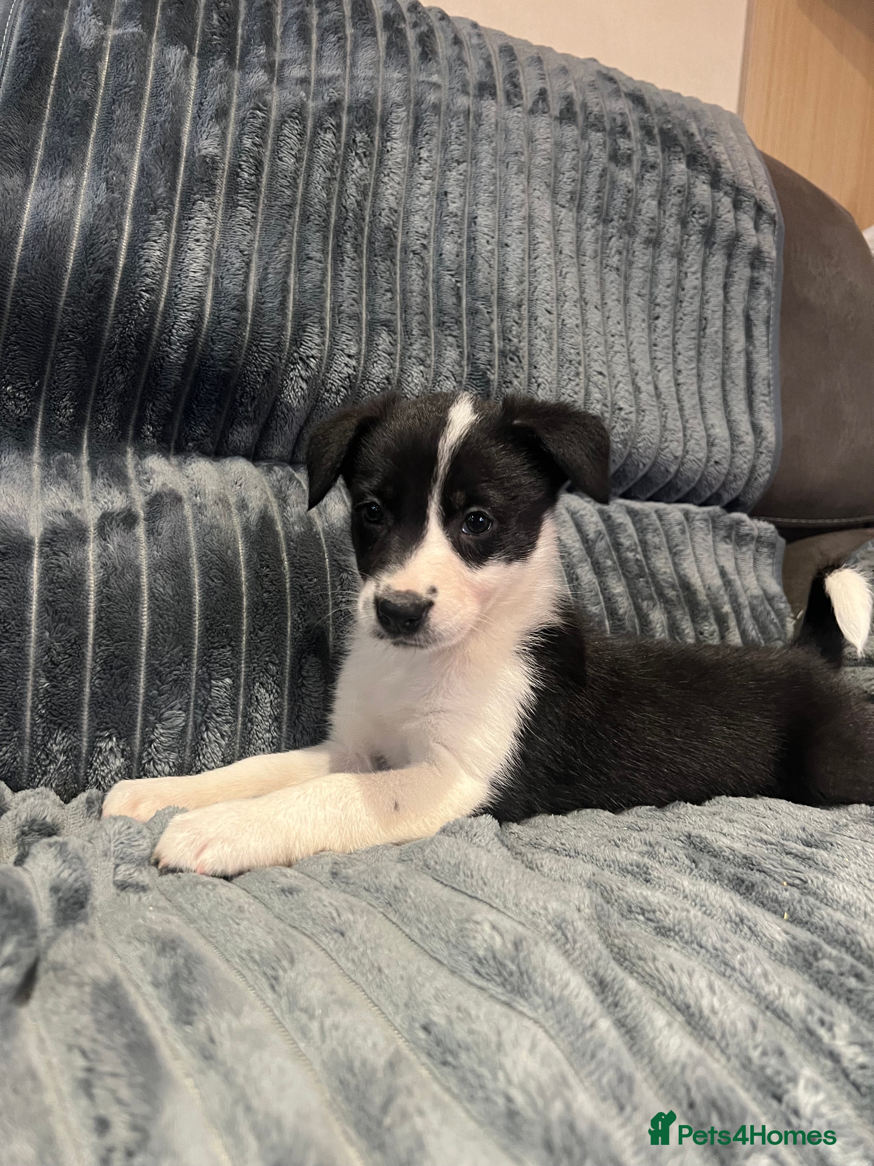 Border Collie dogs READY NOW - One beautiful collie remaining - Advert 2