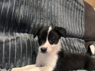 Border Collie dogs READY NOW - One beautiful collie remaining - Advert 2