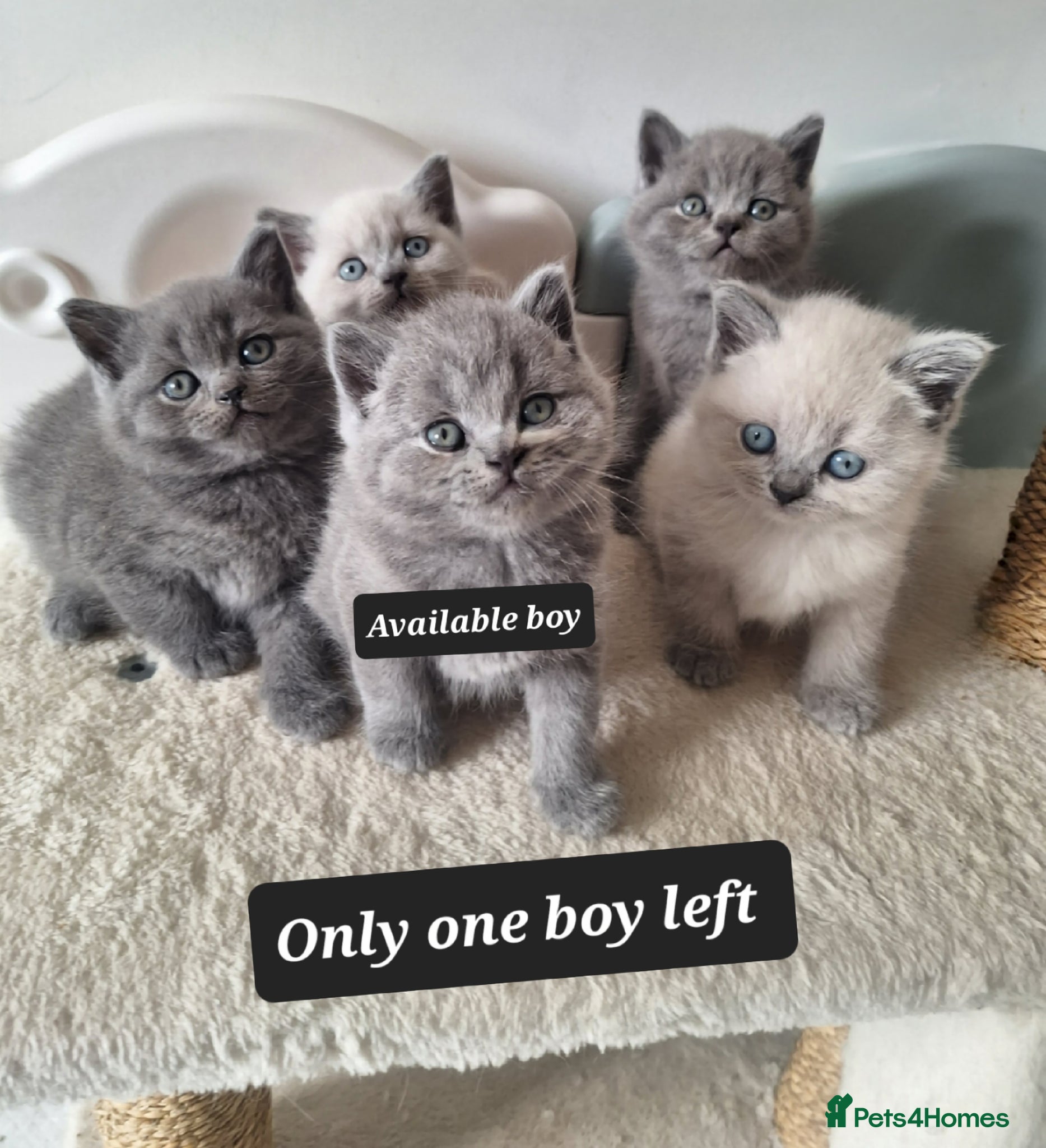 British Shorthair cats Adorable BSH kitten,London, 1 grey colour boy left - Advert 8