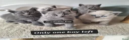 British Shorthair cats for sale: Adorable BSH kitten,London, 1 grey colour boy left - Advert 1