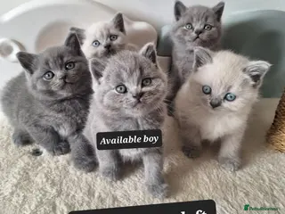 British Shorthair cats Adorable BSH kitten,London, 1 grey colour boy left - Advert 1