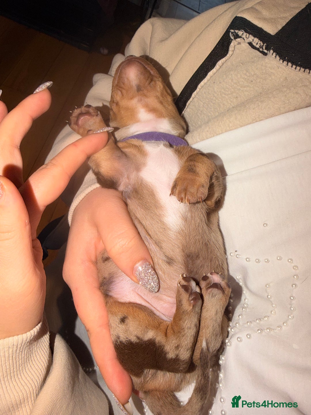 Miniature Dachshund dogs for sale: Miniature Dachshunds puppy's for sale.  - Advert 20