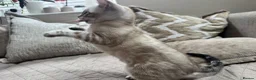 Bengal cats for sale: Stunning TICA Registered Snow Lynx Bengal Kittens - Advert 40