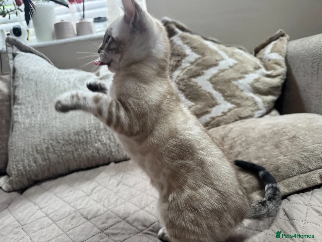 Bengal cats for sale: Stunning TICA Registered Snow Lynx Bengal Kittens - Advert 40