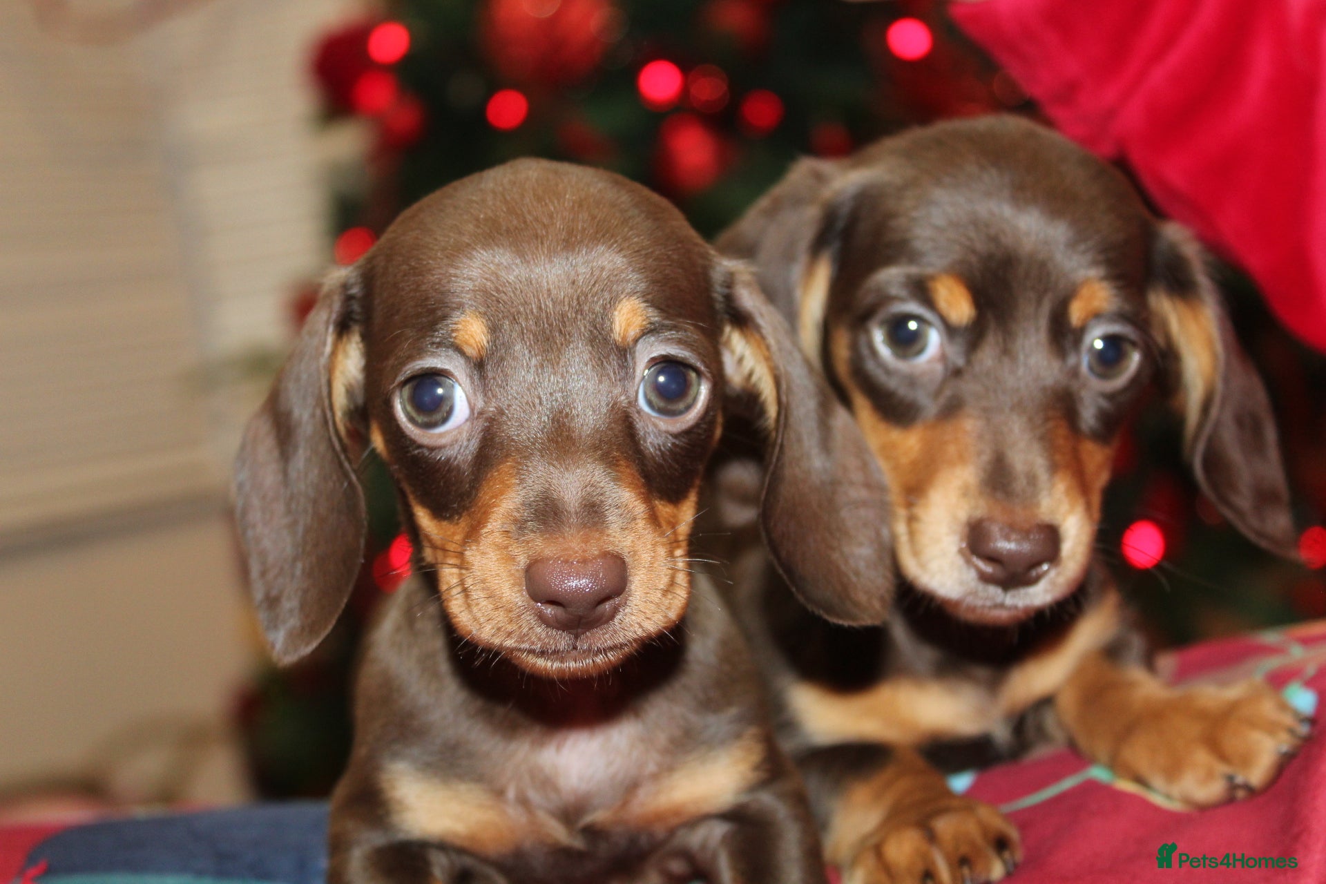 Miniature Dachshund dogs Absolutely stunning KC mini  girls🩷🩷🌟  - Advert 16