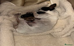 Chihuahua dogs for sale: Chihuahua pup  - Image 14