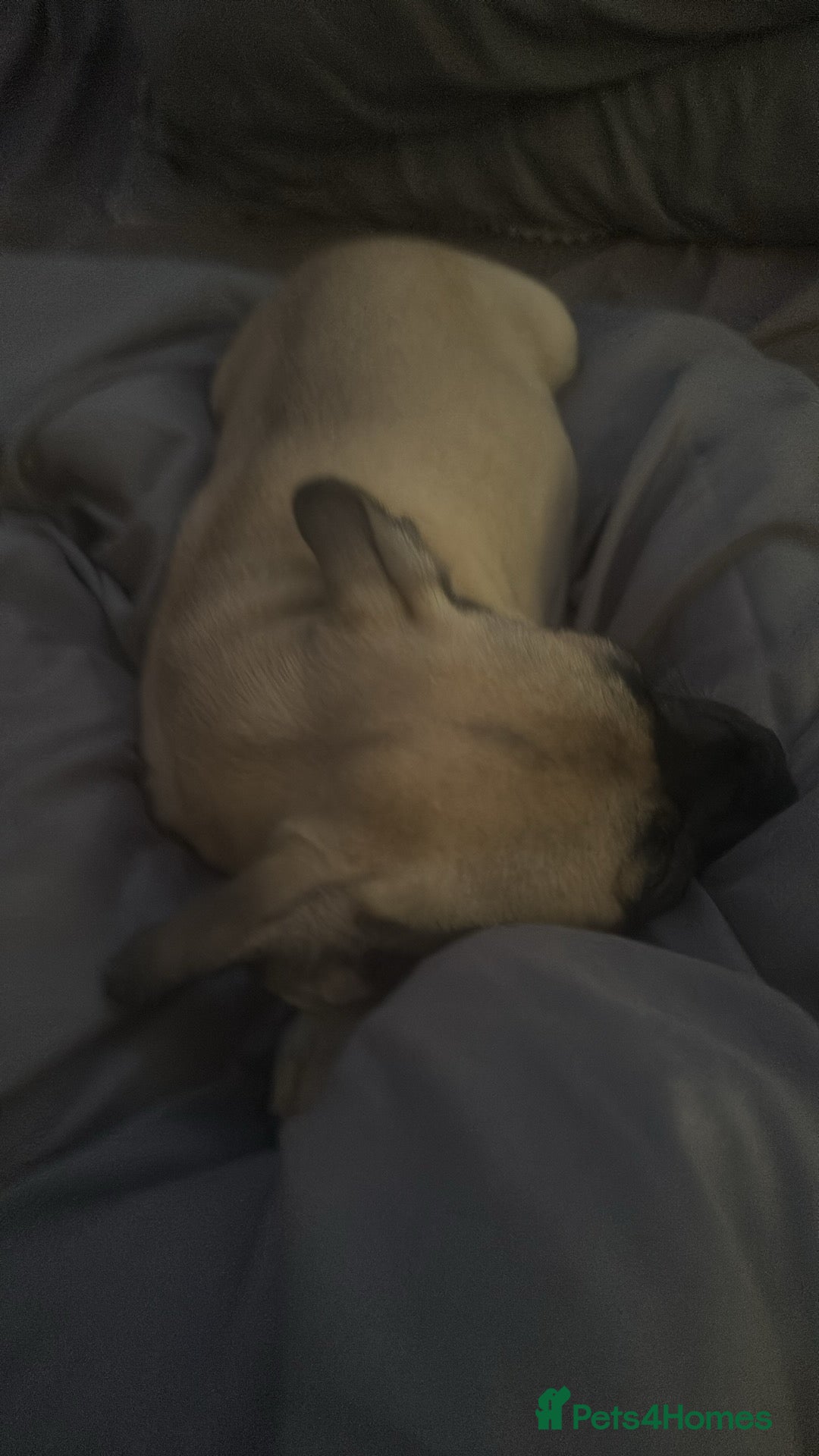 Mixed Breed dogs for sale: Frenchi pomchi puppy 15 weeks old girl - Image 7
