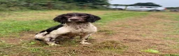 English Springer Spaniel dogs for sale: Excellent quality kc springer spaniel pups  - Advert 20