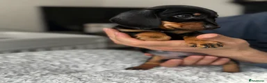 Miniature Dachshund Puppy 2