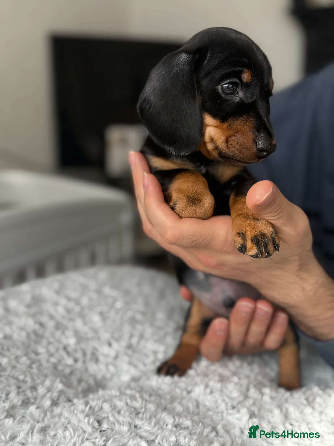 Miniature Dachshund dogs for sale: Beautiful miniature Dachshund puppies  - Advert 7