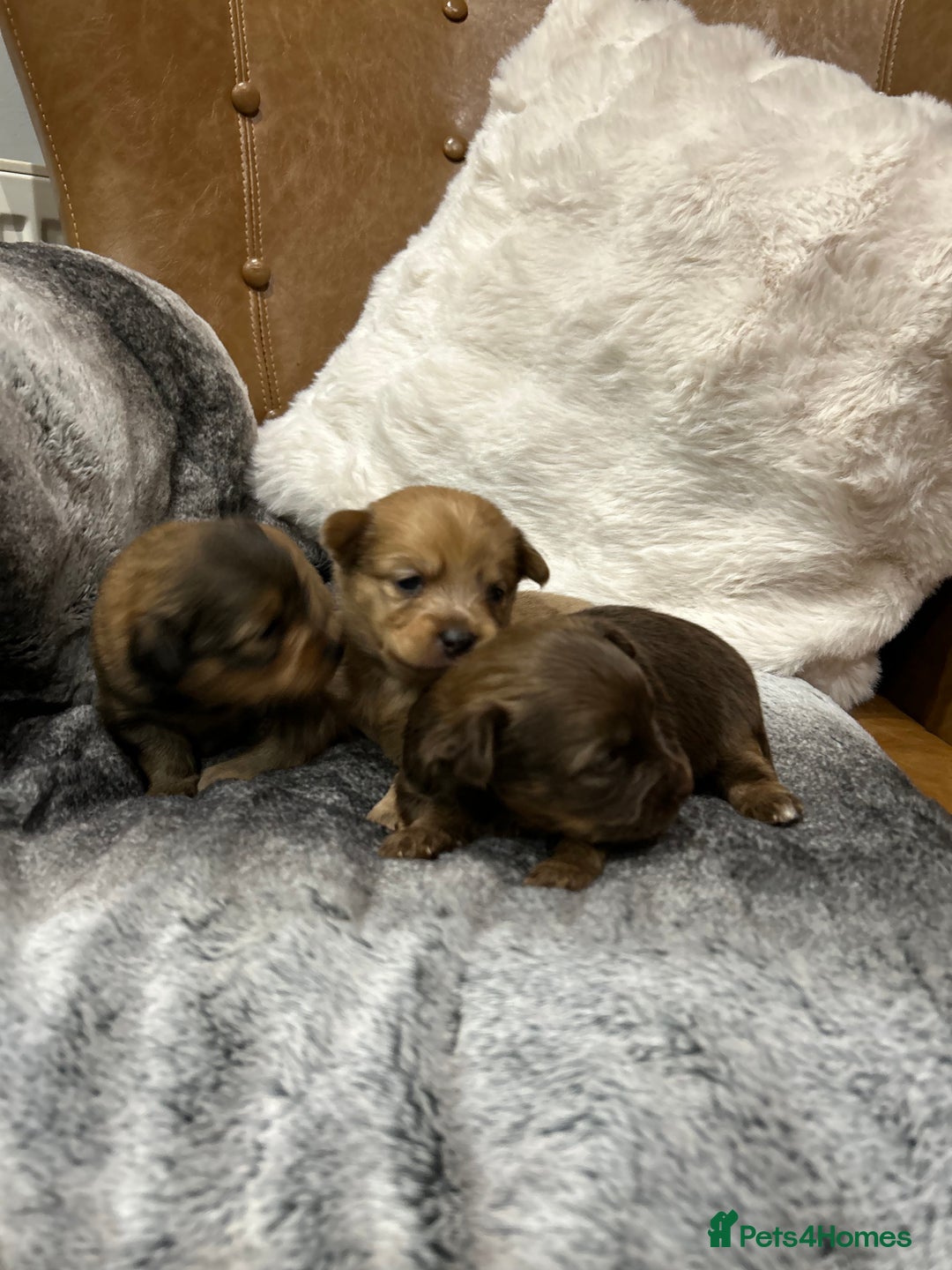 Mixed Breed dogs for sale: Miniature Dauchshund/ Pomeranian puppies for sale - Advert 5