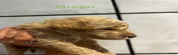 Double Doodle dogs for sale: Rare Australian Double Doodle Puppies - Advert 31