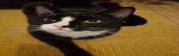 Mixed Breed cats for sale: Cats for sale - Orea and Malteser  - Advert 19