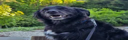Mixed Breed dogs for sale: Handsome border collie mixed with golden retriever - Advert 5