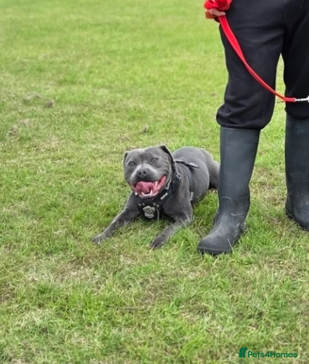 Staffordshire Bull Terrier dogs for sale: Exceptional Blue Staffordshire Bull terrier pups - Advert 10