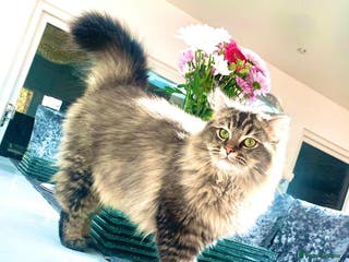 Persian cats Beautiful Brown/golden Ragdoll/Persian for STUD in Birmingham - Advert 2