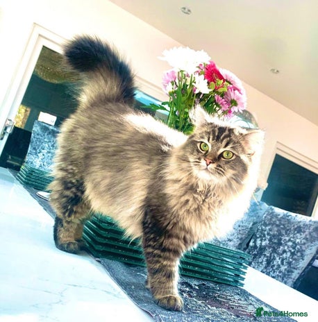 Persian cats for stud in Birmingham - Advert 3
