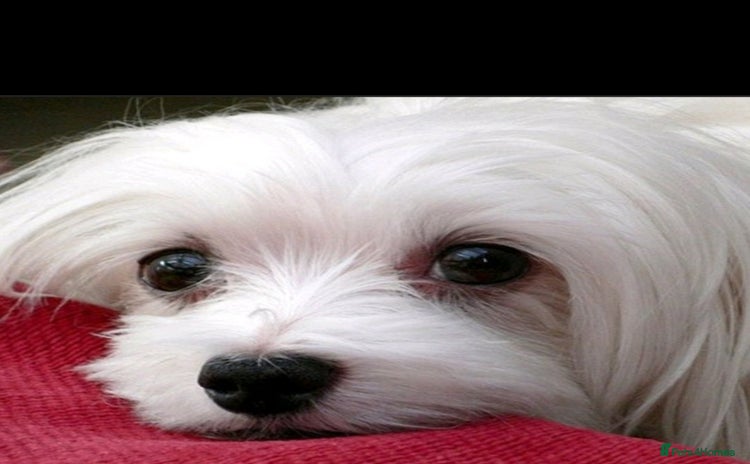 Maltese dogs - Advert 1