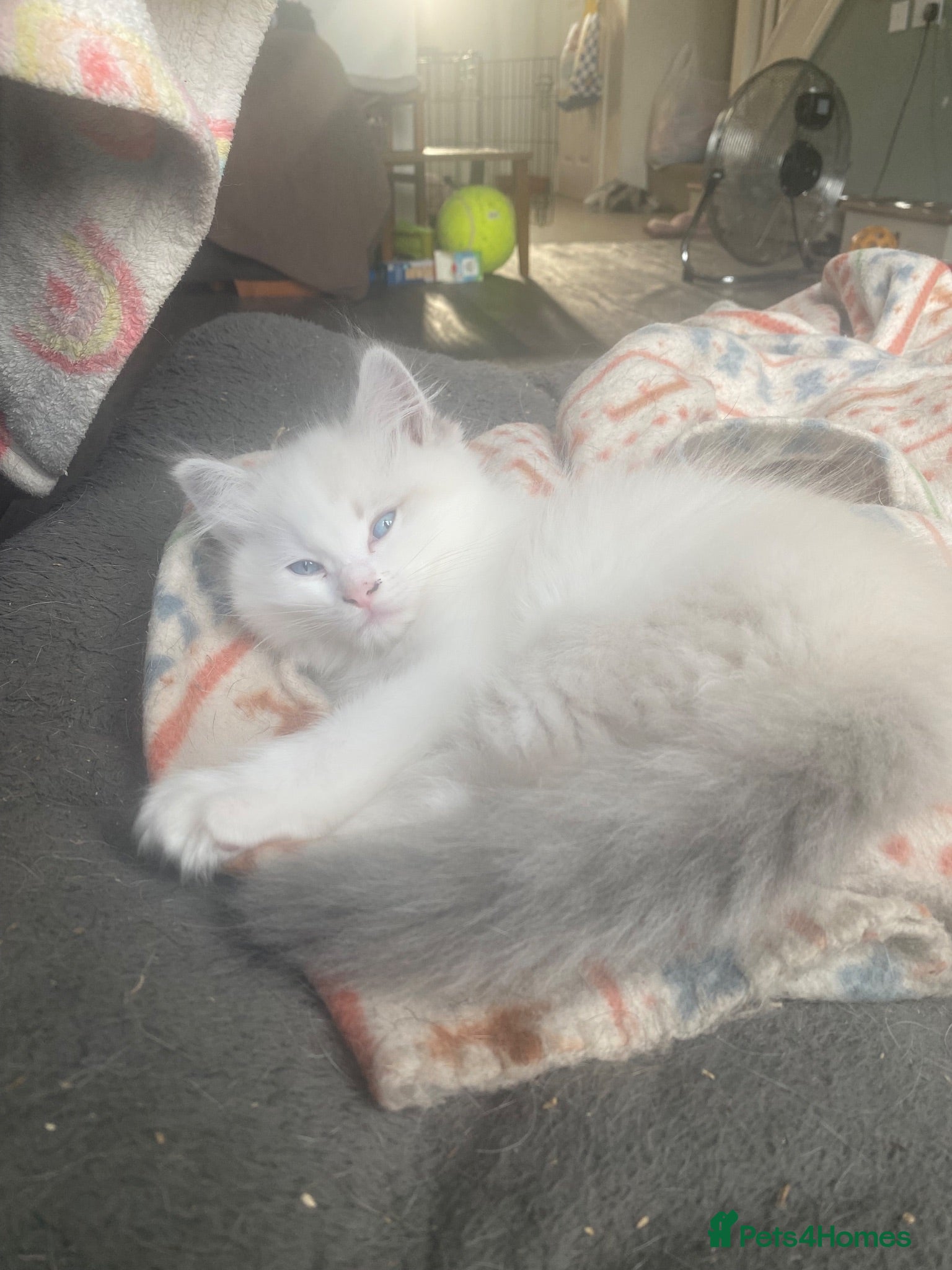 Ragdoll cats Blue lynx bi colour Boy - Advert 3