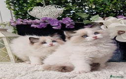 Ragdoll cats for sale: 🩷✨️Lovely Chunky EU kittens✨️🏆TICA Award cattery - Image 3