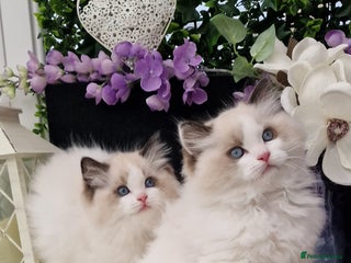 Ragdoll cats - Advert 32