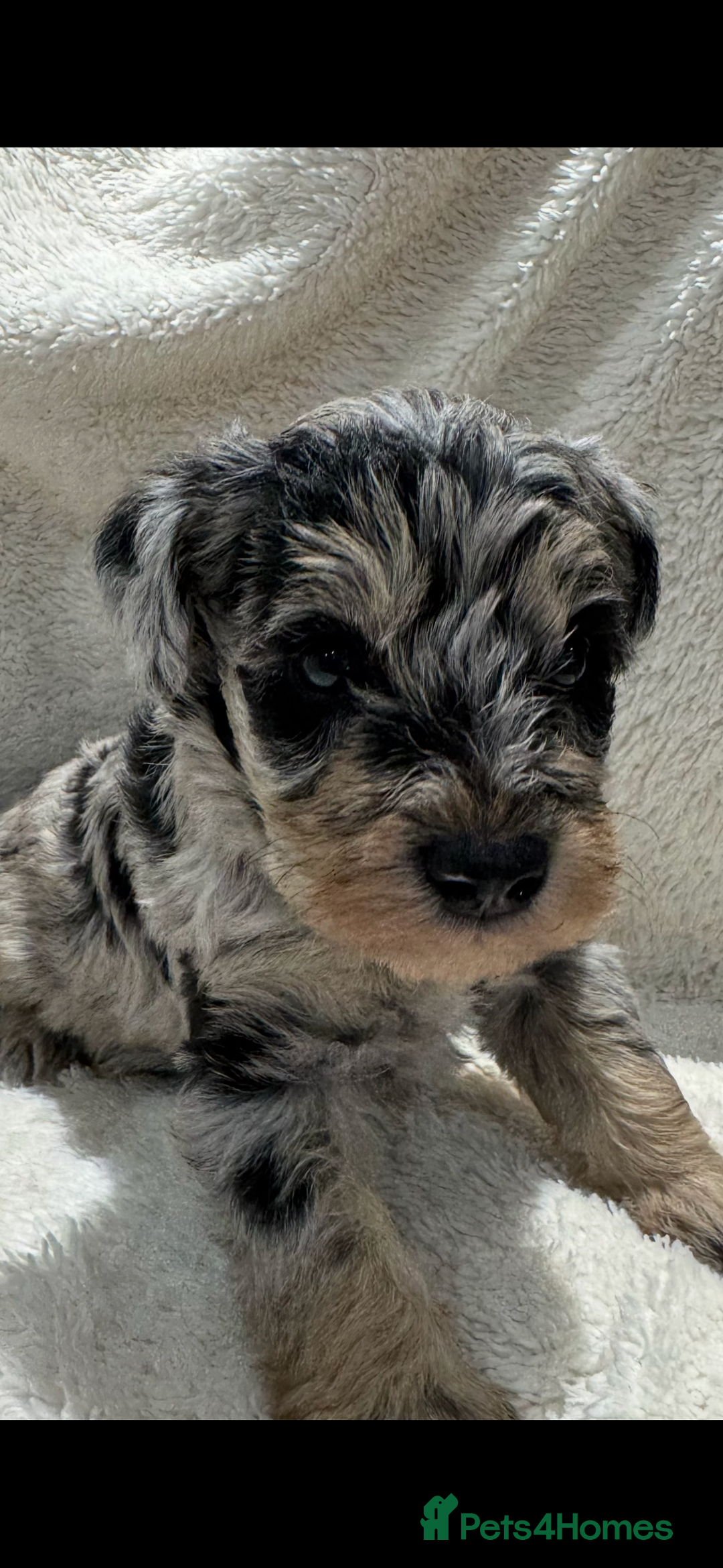 Mixed Breed dogs for sale: Very rare Schnoodle puppies  - Image 7