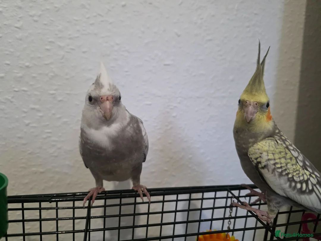 Cockatiels birds for sale: Cockatiel in Cardiff - Advert 2