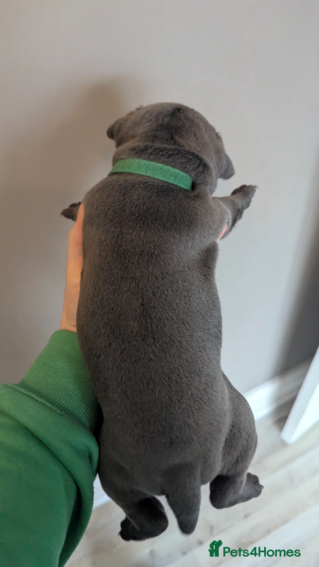 Staffordshire Bull Terrier dogs for sale: Beautiful KC reg Staffordshire bull terriers - Advert 27