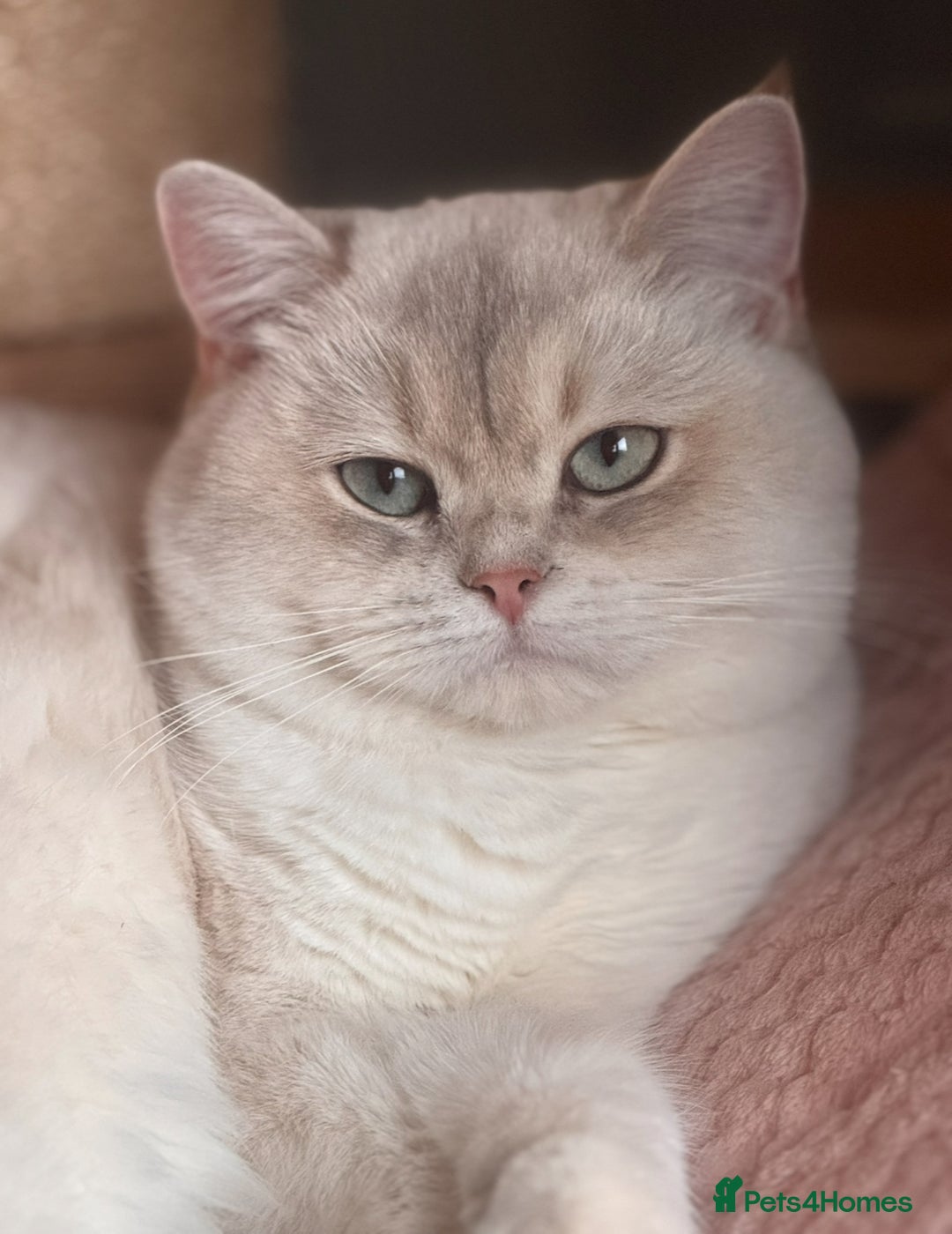 British Shorthair cats for sale: Champion sired Golden Colourpoint Kittens  - Image 17