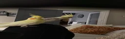 Cockatiels birds for sale: Cockatiels  - Advert 1
