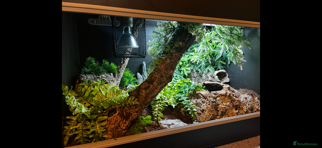 Snake reptiles for sale: Hognose snake and set up - Image 4