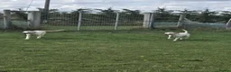 Labrador Retriever dogs for sale: 2 x 18 months old golden labrador bitch dogs in Spalding - Advert 2