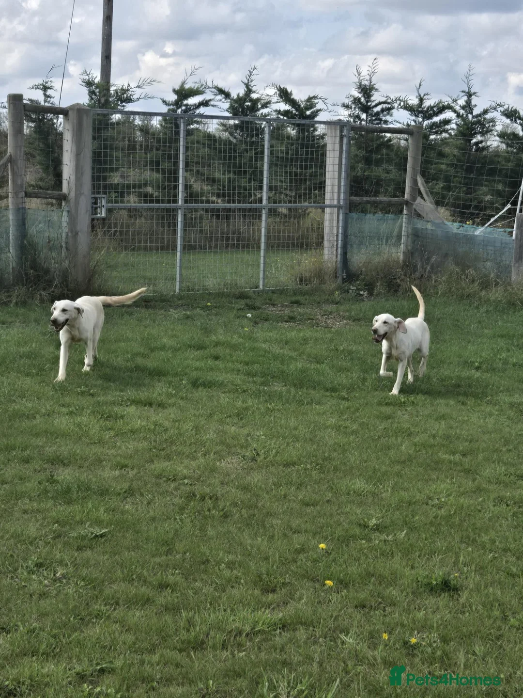 Labrador Retriever dogs for sale: 2 x 18 months old golden labrador bitch dogs in Spalding - Advert 2