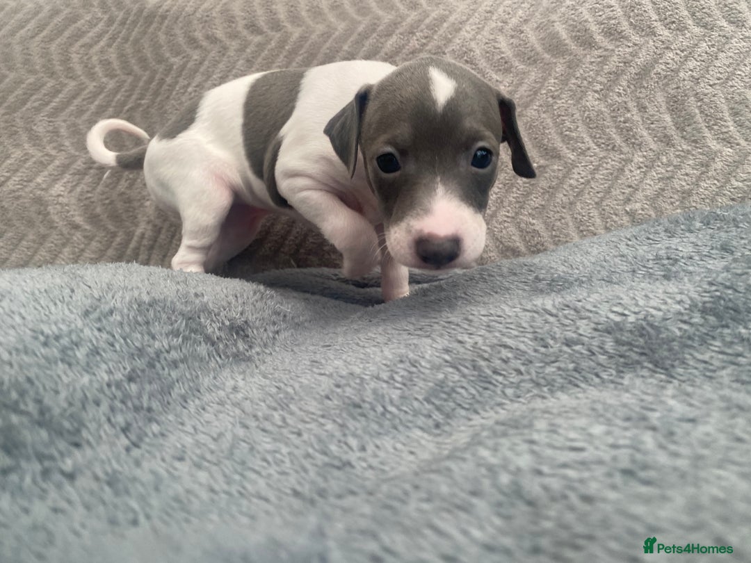 Italian Greyhound dogs for sale: ItalianGreyhound Puppies Ready4Their Forever Homes - Image 10