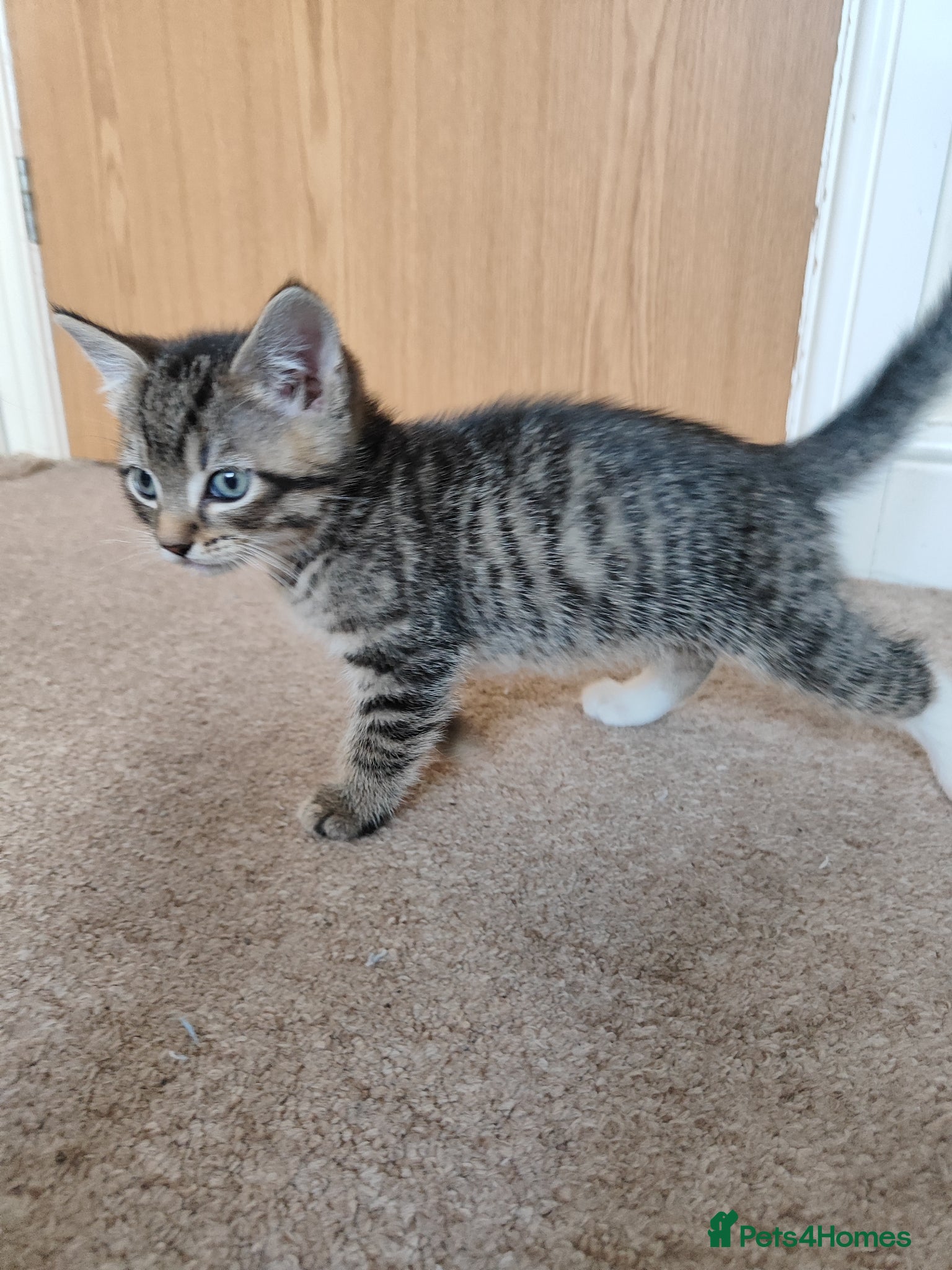 Mixed Breed cats Beautiful boy looking for forever home - Advert 16