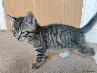 Mixed Breed cats Beautiful boy looking for forever home - Advert 2