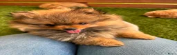 Pomeranian dogs for sale: STUNNING POMERANIAN PUPPYS  in Blackpool - Advert 2