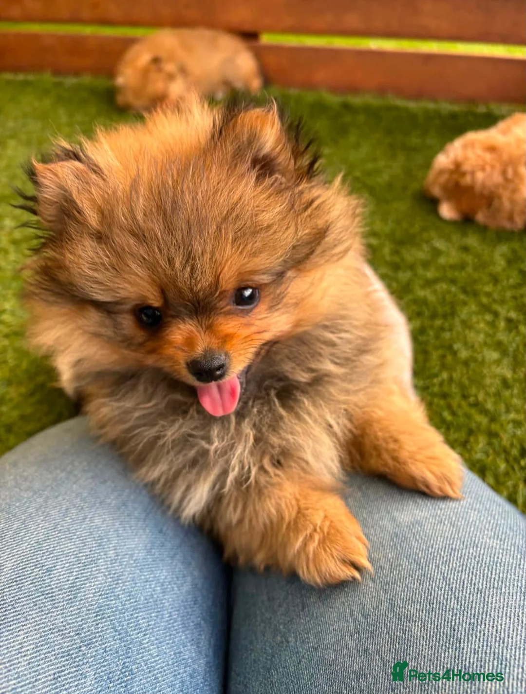 Pomeranian dogs for sale: STUNNING POMERANIAN PUPPYS  in Blackpool - Advert 2