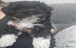 Bichon Frise dogs for sale: Bichon frise puppy  - Image 2