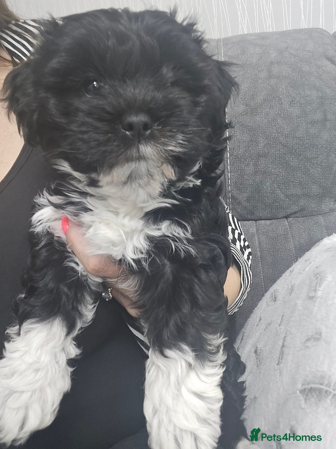 Bichon Frise dogs for sale: Bichon frise puppy  - Image 2