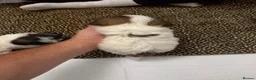 Shih Tzu dogs for sale: Shih tzu puppies for sale in Sheerness - Advert 14