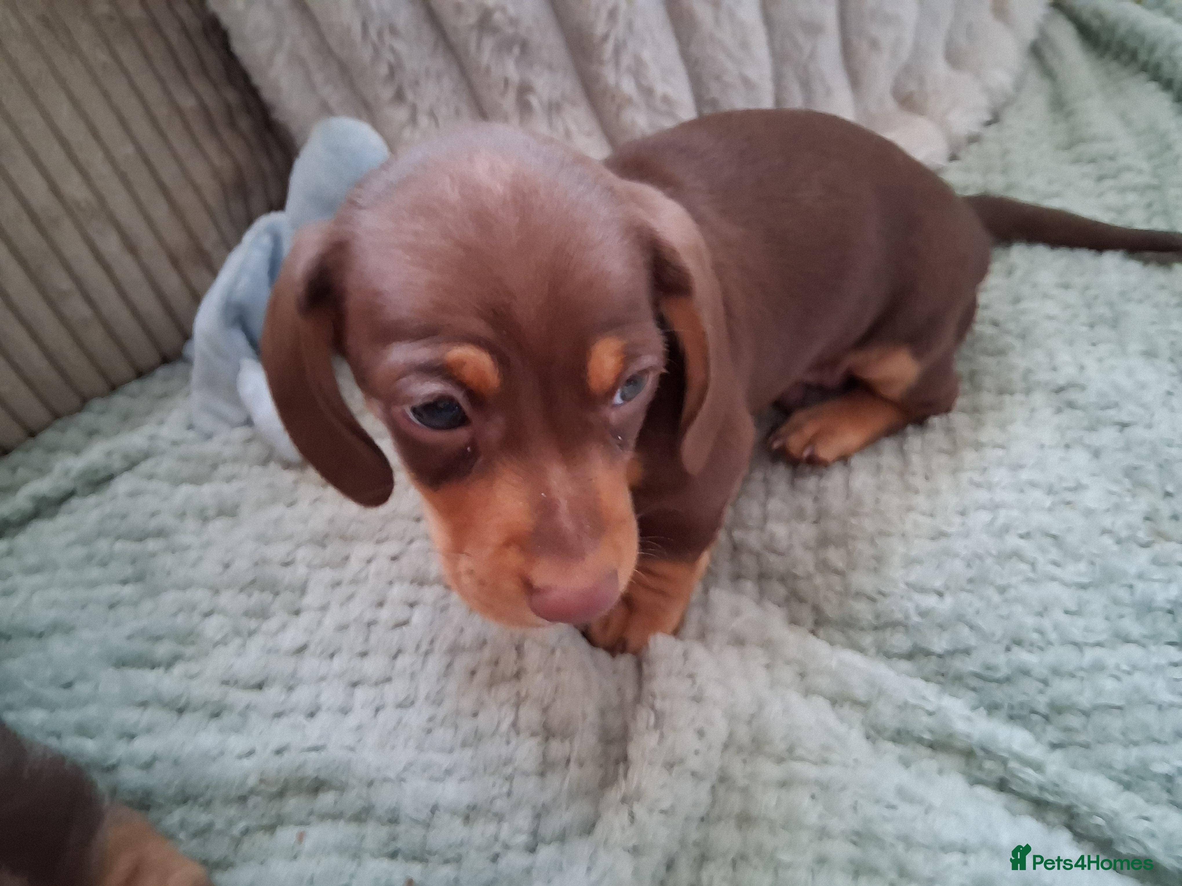 Miniature Dachshund dogs for sale: ONLY 1 BOY LEFT ,READY TO LEAVE THURSDAY 07/05/  - Advert 6