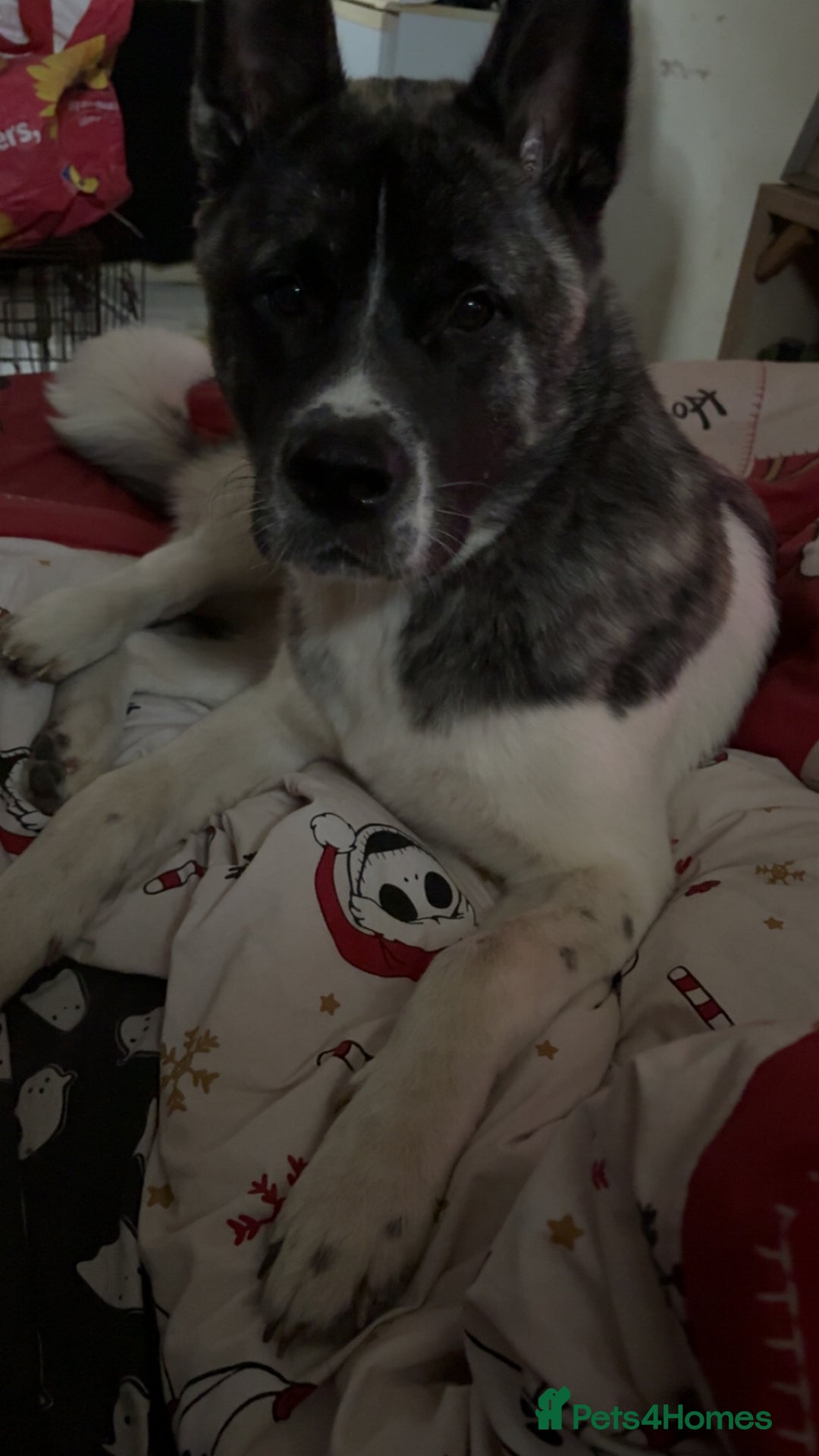 Akita dogs for sale: ‼️NO TIME WASTERS‼️ - Advert 2