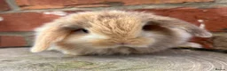 Mini Lop rabbits for sale: Pedigreed pure bred mini lops  - Advert 9