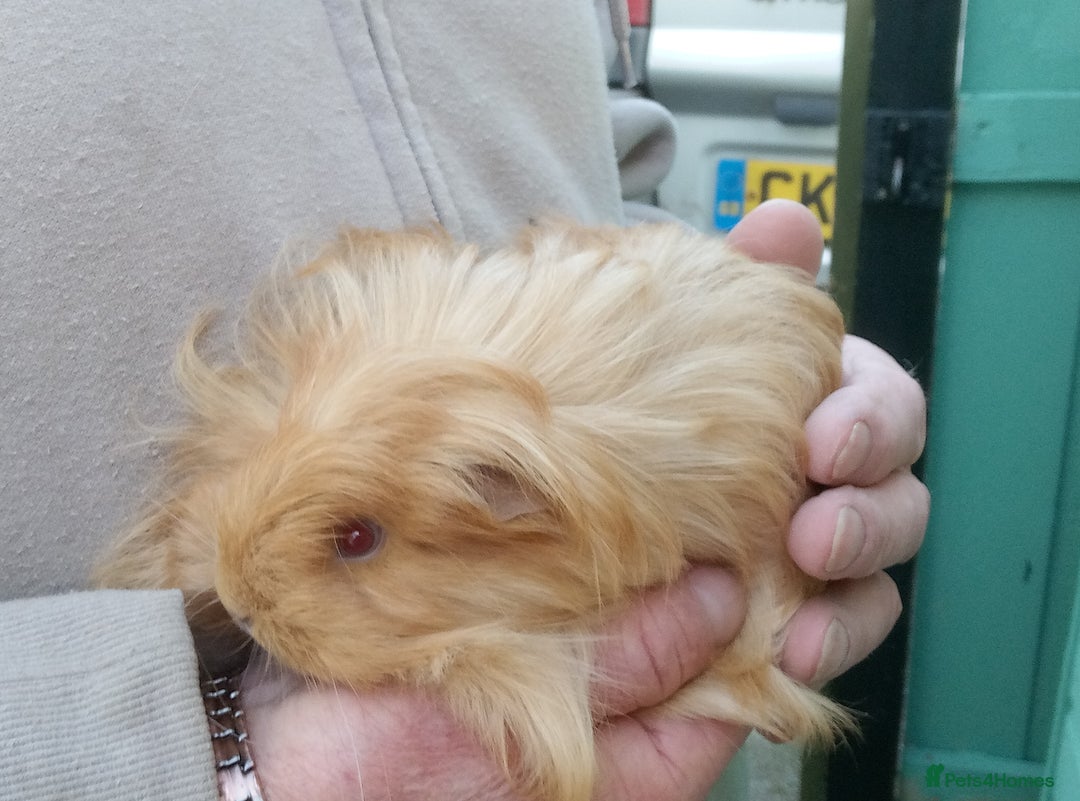 Guinea Pig rodents for sale: Sheltie female guinea pigs - Image 2