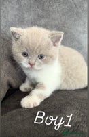 British Shorthair cats Stunning GCCF Registered BSH babies available - Advert 14