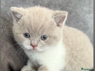 British Shorthair cats Stunning GCCF Registered BSH babies available - Advert 1
