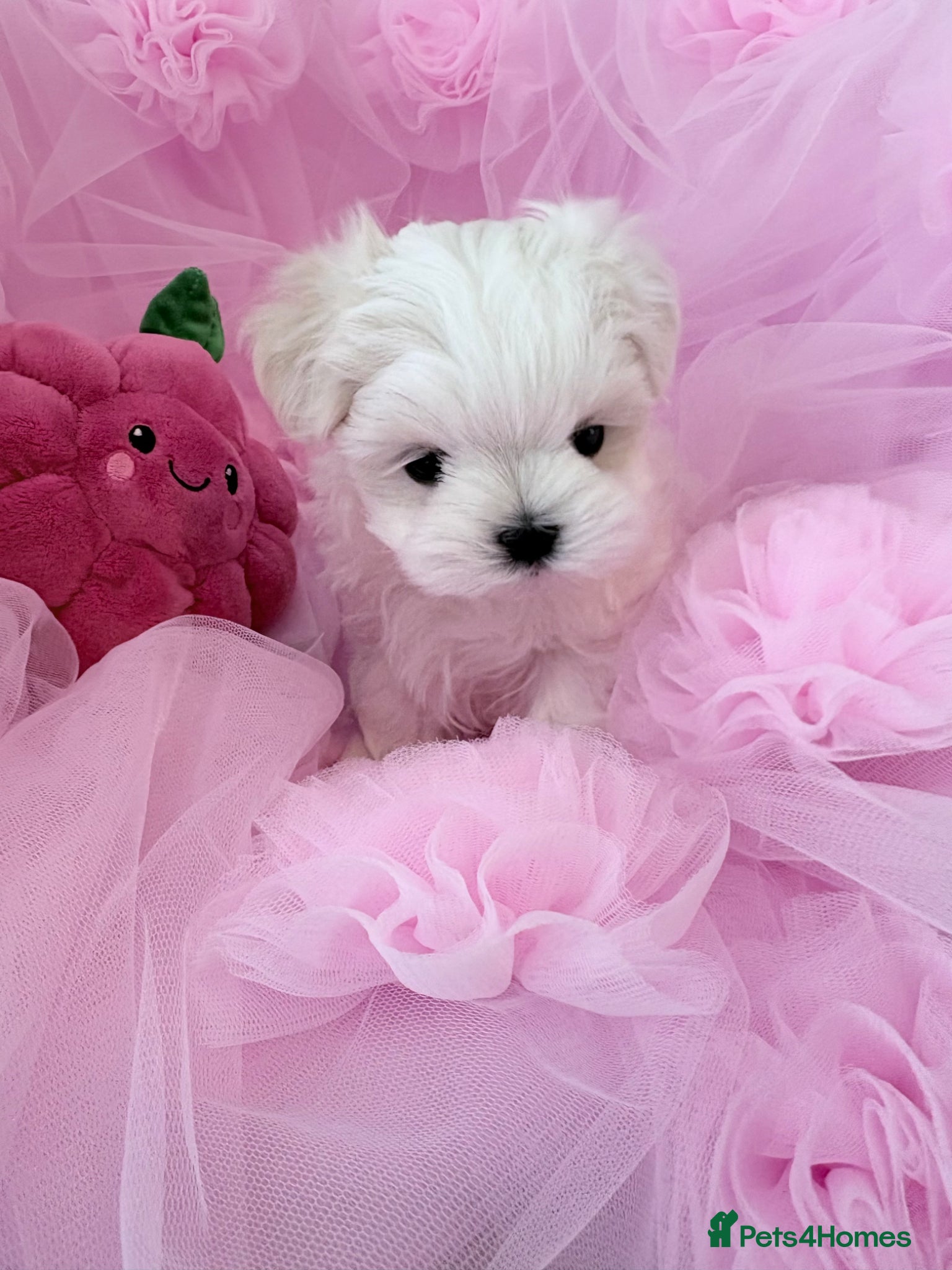 Maltese dogs ❤️Gorgeous Korean baby girl ❤️ - Advert 13