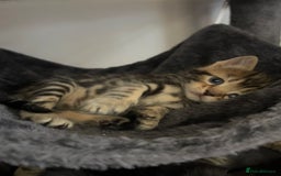 Domestic Shorthair cats for sale: 6 beautiful kittens for sale. - Image 8